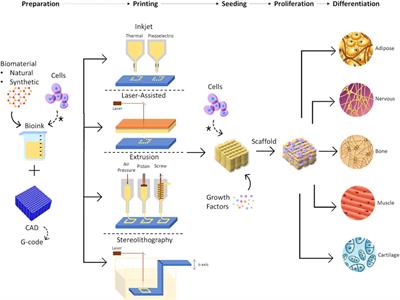 Frontiers A review of bioengineering techniques applied to